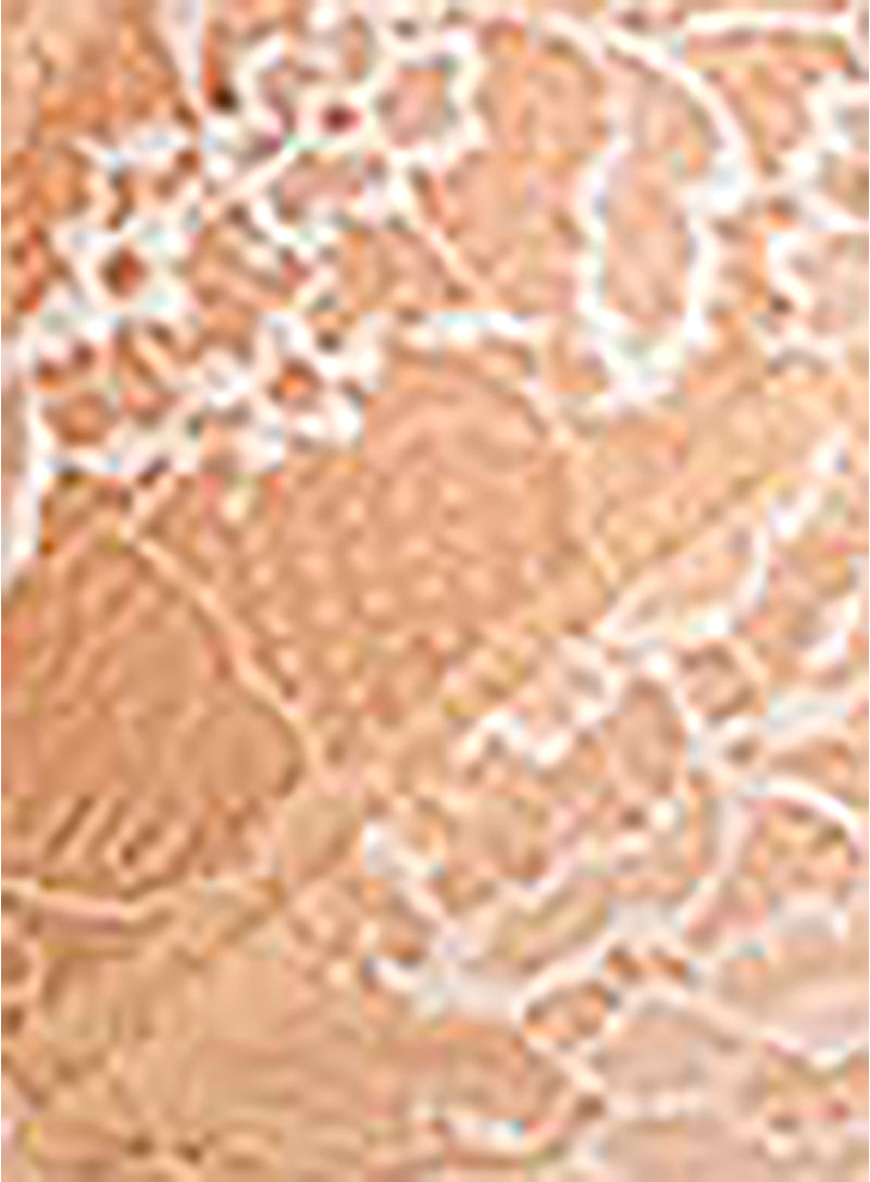 Wacoal Lingerie Lace Perfection Voorgevormde bh WE135004 Sale SS20 nú bij Wacoal Lingerie Lace Perfection Voorgevormde bh WE135004 Sale SS20 nú bij